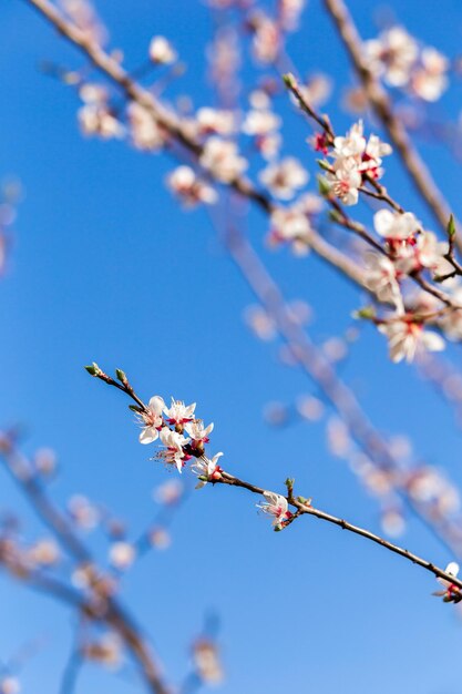 Flores de cerezo en una rama contra el cielo azul de la mañana