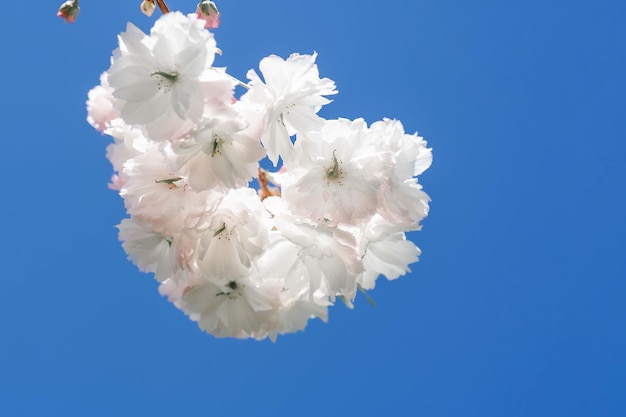 Flores de cerezo en una rama con un fondo borroso