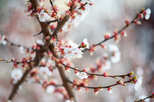 Flores de cerezo en las ramas en la mañana de primavera