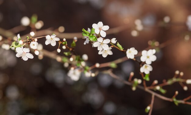 Flores de cerezo en las ramas