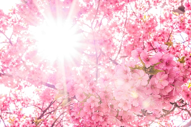 Flores de cerezo y rayos de sol japoneses hermosos