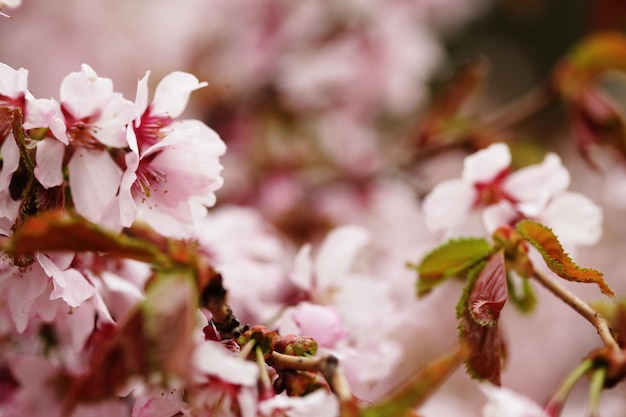 Flores de cerezo rosa en el jardín al aire libre de cerca Enfoque suave rosa tonificante