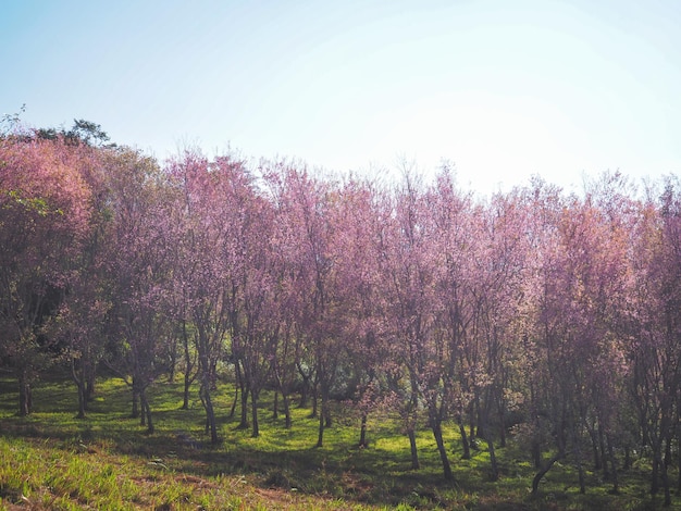 Flores de cerezo rosa en plena floración