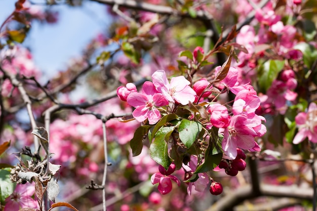 Flores de cerezo rosa en primavera, hermosas flores en un árbol frutal, sakura en primer plano de la primavera