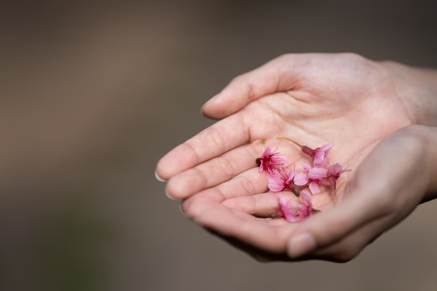 Flores de cerezo rosa (Sakura tailandés) en mano de mujer