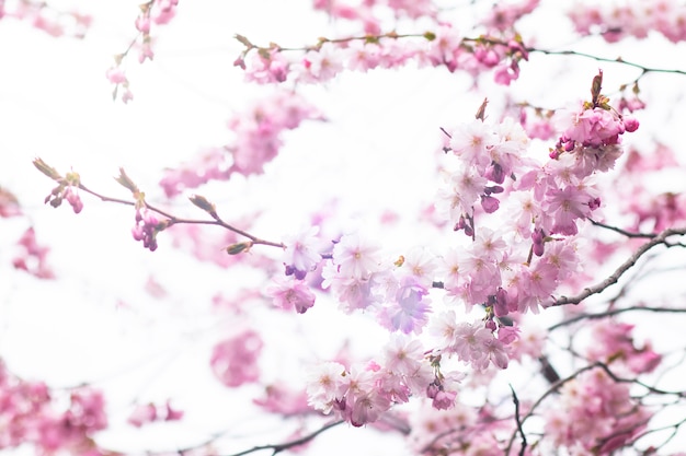 flores de cerezo rosa sakura