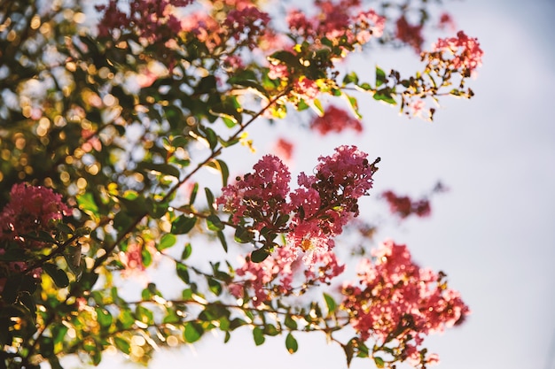 Flores de cerezo rosa