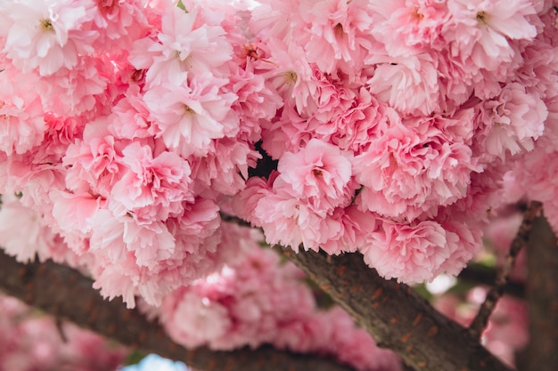 Flores de cerezo rosa