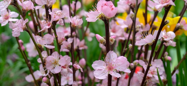 Flores de cerezo rosa