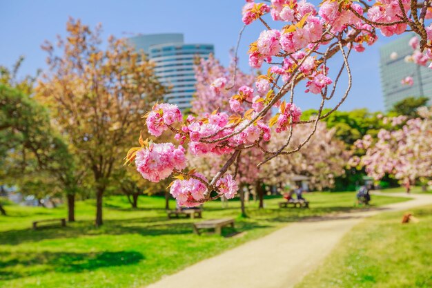 Foto flores de cerezo rosadas en el parque