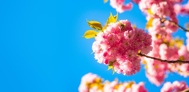Flores de cerezo sacura tarjetas de felicitación de primavera con espacio de copia borde de primavera ...