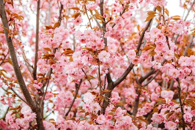 Las flores de cerezo de Sakura florecen en el parque del jardín a principios de la primavera. celebración hanami