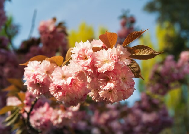 Flores de cerezo sakura