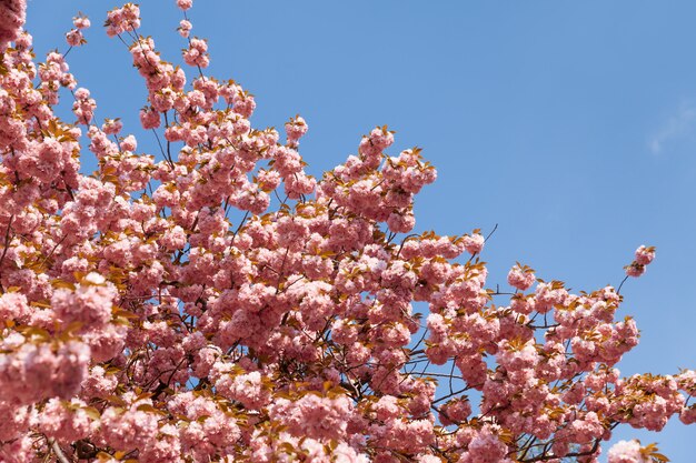 Flores de cerezo sakura