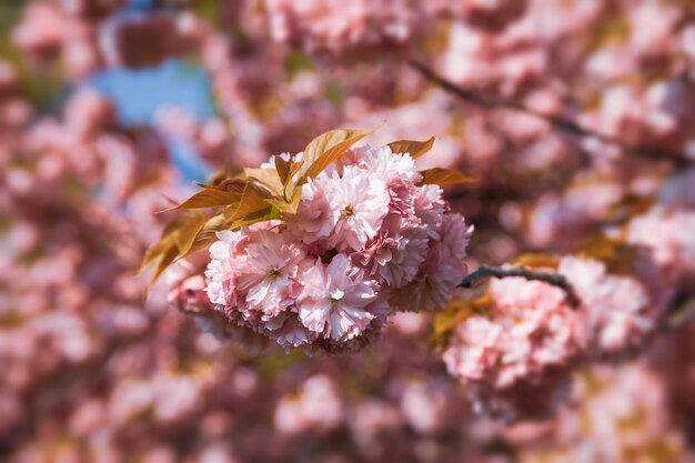 Flores de cerezo sakura