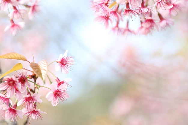 Flores de cerezo de sakura