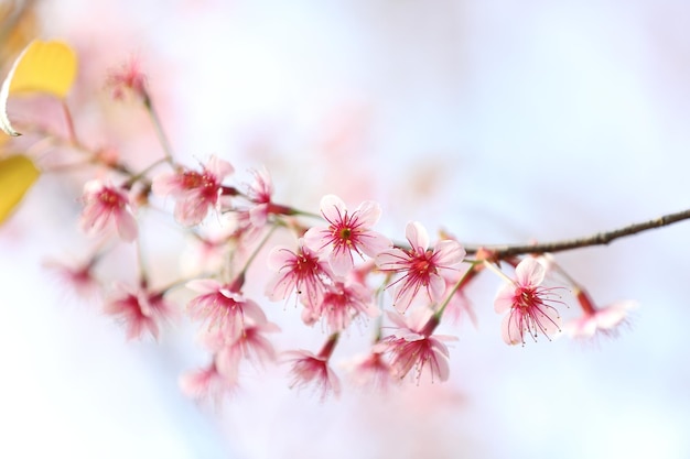 Flores de cerezo de sakura