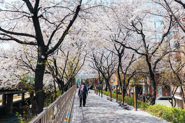 Flores de cerezo en Seúl Corea del Sur