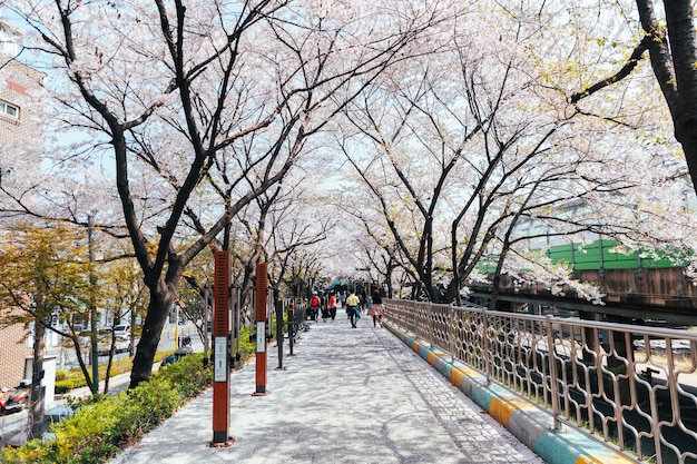 Flores de cerezo en Seúl Corea del Sur