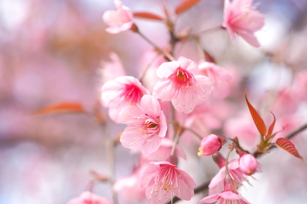Flores de cerezo silvestres del Himalaya en la temporada de primavera, Prunus cerasoides, flor rosa de Sakura para el fondo