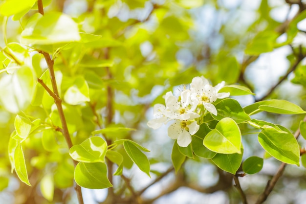 Flores de cerezo sobre naturaleza borrosa