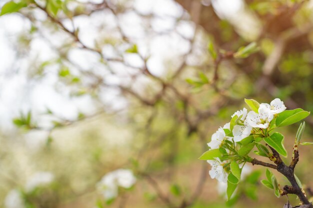 Flores de cerezo sobre naturaleza borrosa