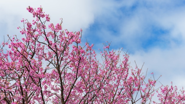 Flores de cerezo de Taiwán