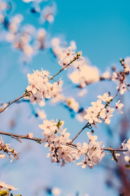 Flores de cerezo vintage en flor al amanecer como fondo natural para el diseño de vacaciones de primavera jardín de ensueño floral