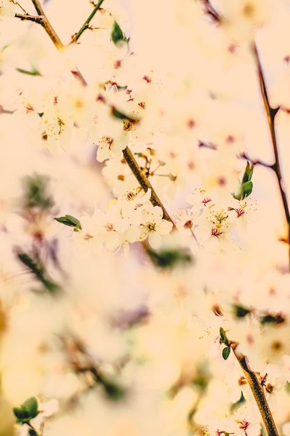 Flores de cerezo vintage en flor al amanecer como fondo natural para el diseño de vacaciones de primavera jardín de ensueño floral