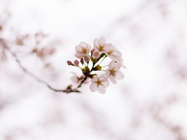 Foto flores de cerezo