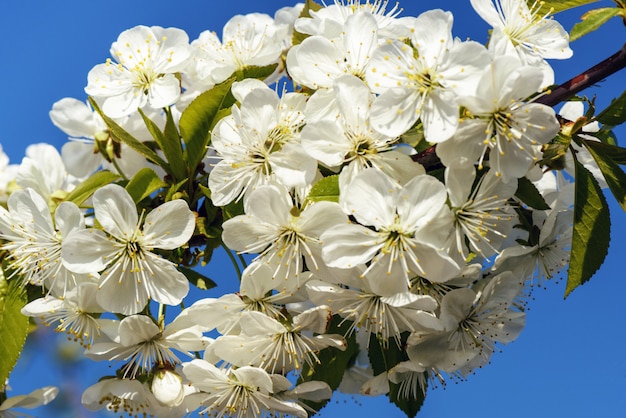 Flores de cerezo