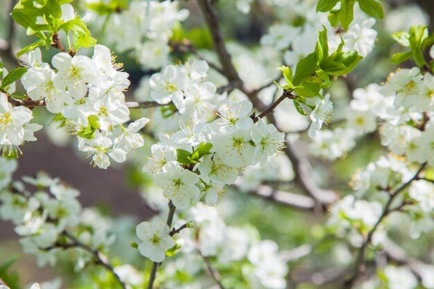 Flores de cerezo