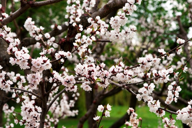 Flores de cerezo