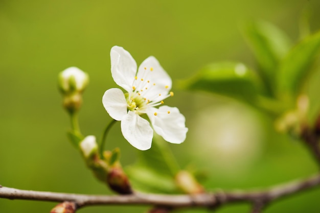 Flores de cerezo