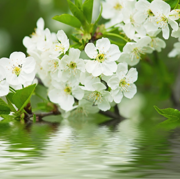 Flores de cerezo