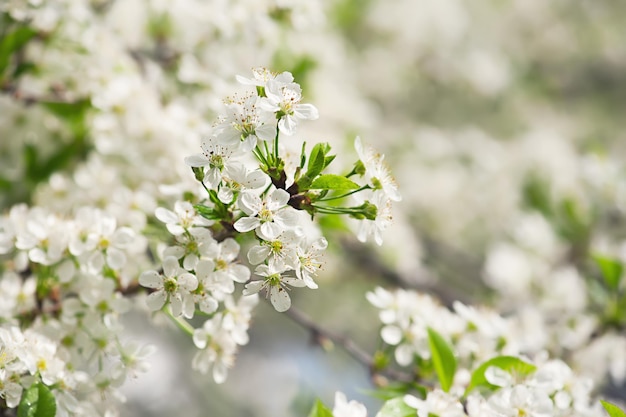 Flores de cerezo