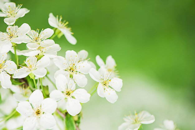 Flores de cerezo