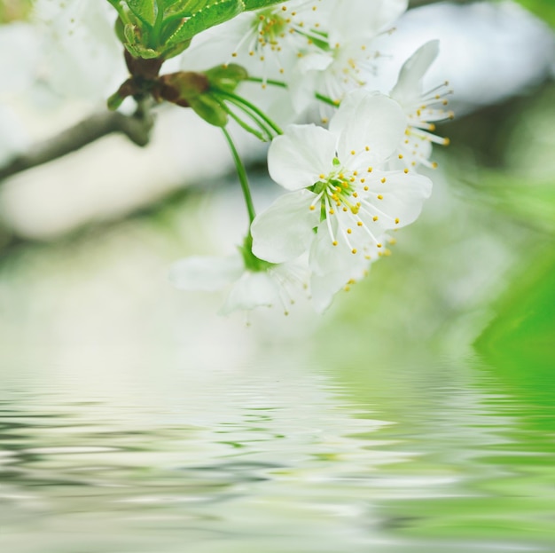 Flores de cerezo