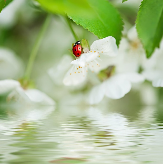 Flores de cerezo