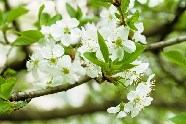 Flores de cerezo