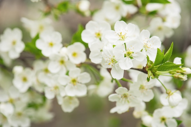 Flores de cerezo