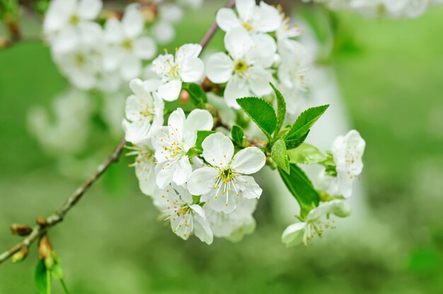 Flores de cerezo