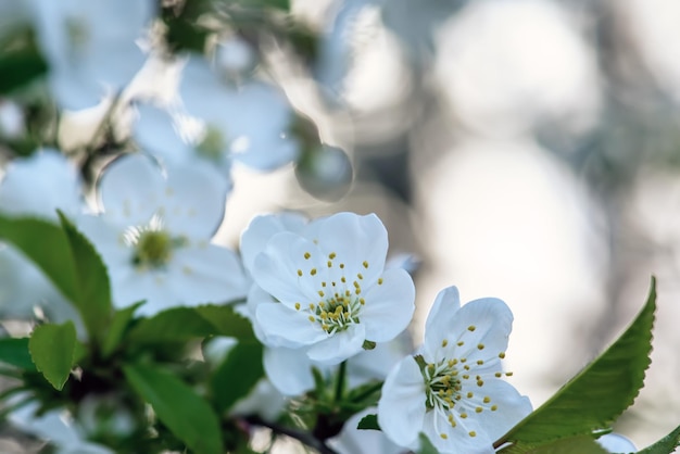 Flores de cerezo