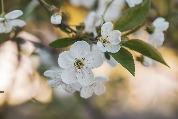 Las flores de cerezo