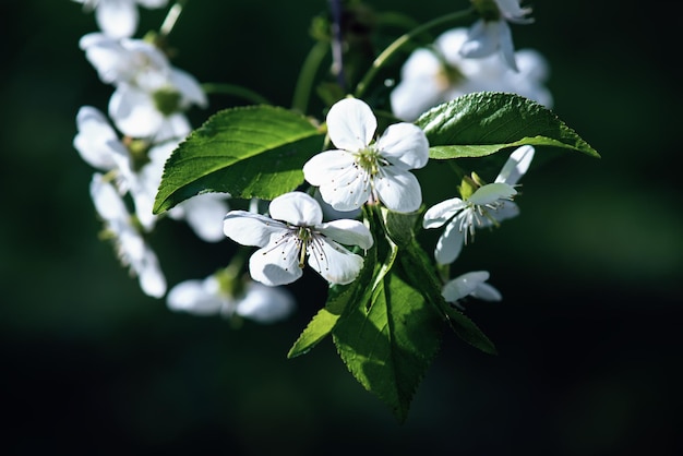 Las flores de cerezo