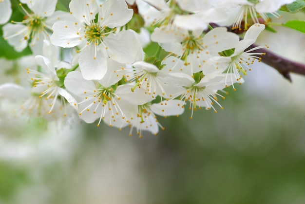 Flores de cerezo