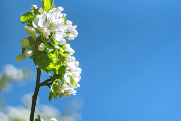 Flores de los cerezos en flor en un día de primavera en el cielo azul.