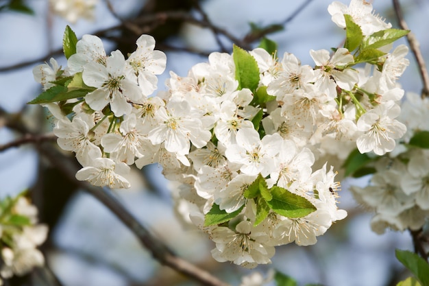 Flores de los cerezos en flor en un día de primavera.