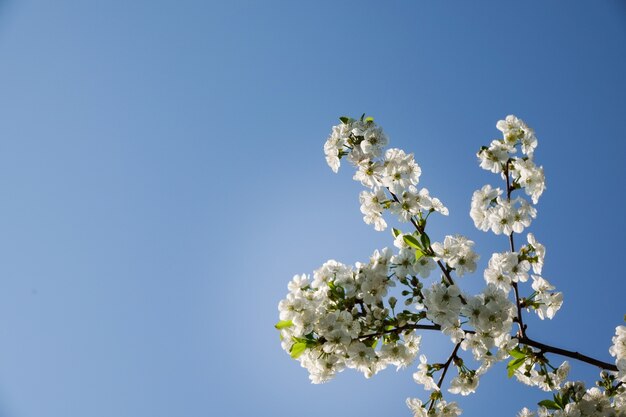 Flores de los cerezos en flor en un día de primavera.