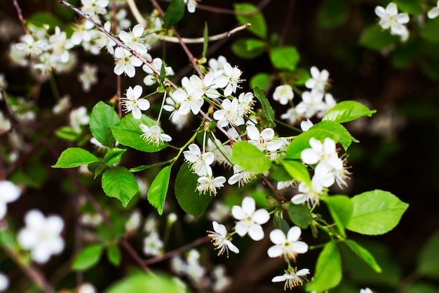 Flores de los cerezos en flor en un día de primavera.